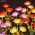 decorative solar lights