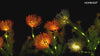  solar garden light